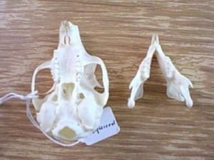 red squirrel ventral