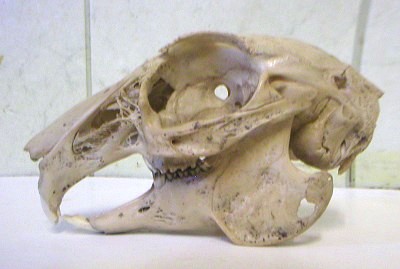 rabbit