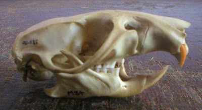 common rat
