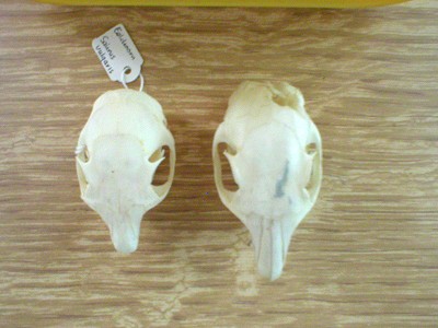 red and grey squirrels dorsal view