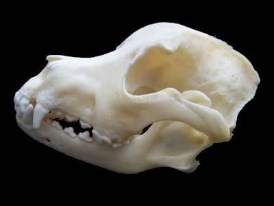 Staffordshire Bull Terrier