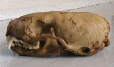 juvenile weasel