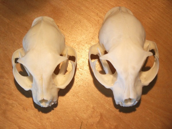 domestic cat and wild cat dorsal view