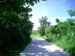 yaeyama image