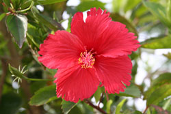 yaeyama image