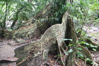iriomote image