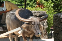 taketomi image