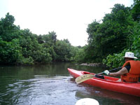 Iriomote1