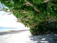 taketomi1