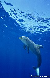 Dolphin (bottlenose)