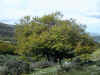 NEB06.jpg