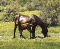 CavalloSanfratellano