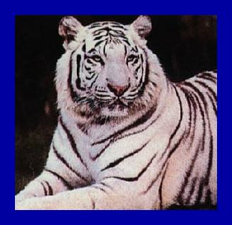 tigerpic