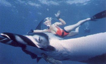 Come dive with me - Photo "La Concha"