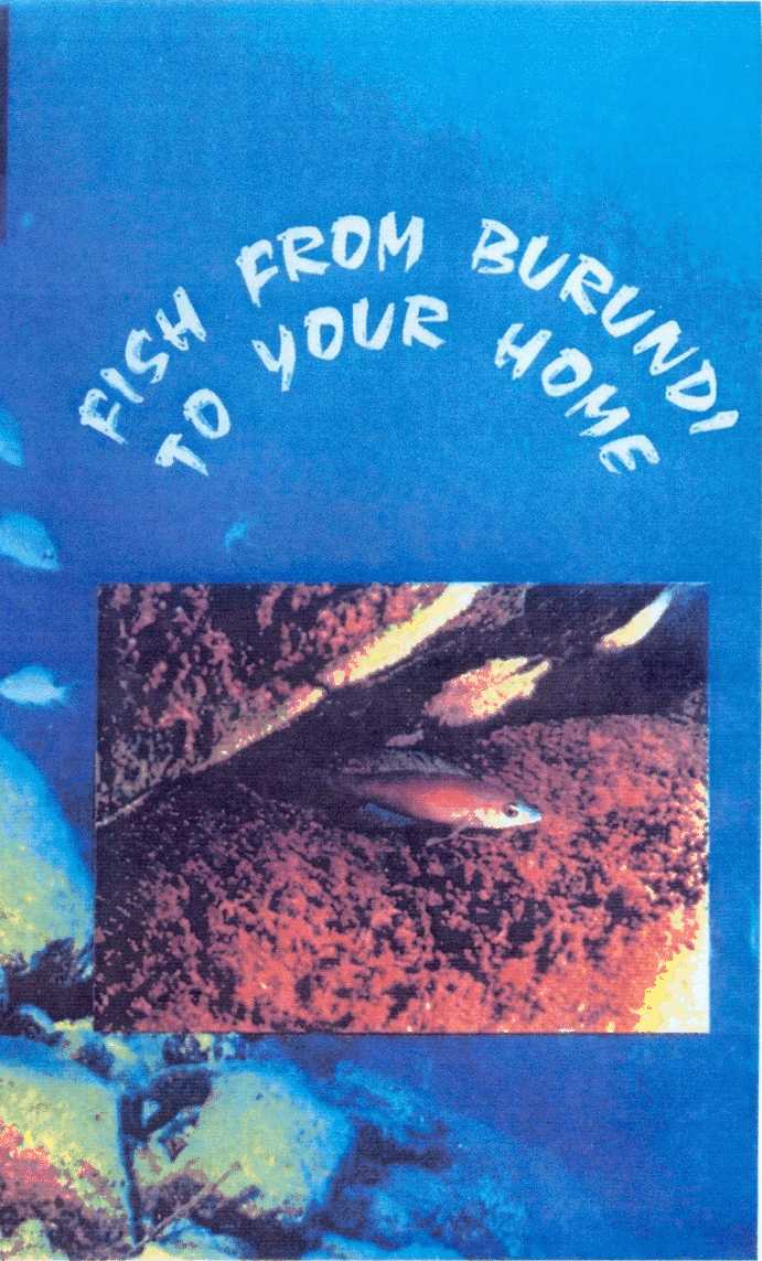 Fish From Burundi To Your Home