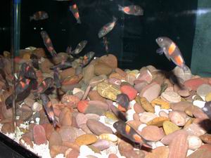 Tropheus Bulu Point