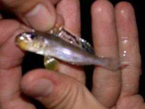 Xenotilapia sunflower Isanga