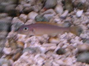 Xenotilapia flavipinnis Kantalamba