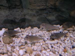Petrochromis trewavasae