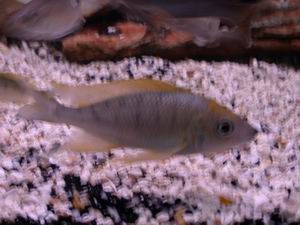 Ophthalmotilapia nasuta  Mukosa