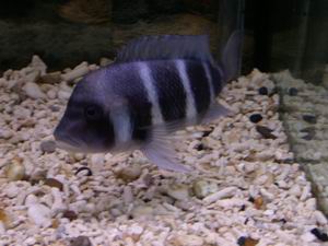 Cyphotilapia frontosa blue Zambia