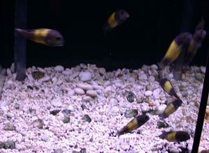 Tropheus Kaiser