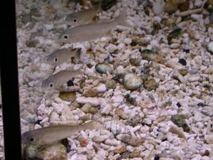 Cyathopharynx foai Moliro