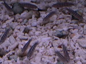Julidochromis dickfeldi