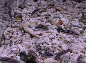 Julidochromis marlieri