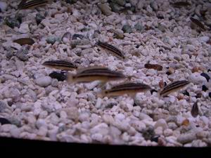Julidochromis ornatus yellow