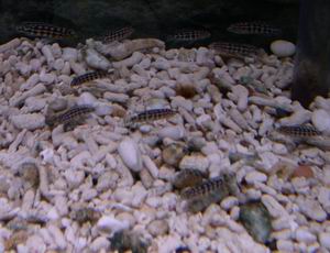 Julidochromis regani gold Zambia