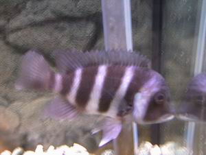Cyphotilapia frontosa blue Kipili