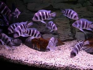 Cyphotilapia frontosa blue Makombe