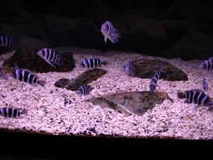 Cyphotilapia frontosa blue Zaire Kitumba