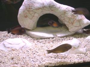 Troph. morii Mpulungu & sp. red Moliro