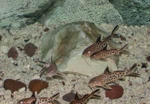 Synodontis multipunctatus