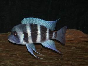 Cypho. frontosa blue Mpimbwe