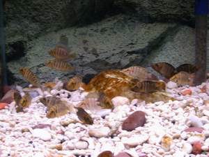 Altolampr. compressiceps goldhead