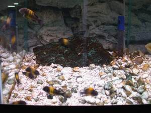 Tropheus sp. black Kiriza