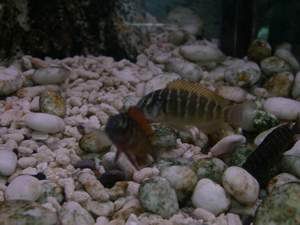 Tropheus morii Ilangi