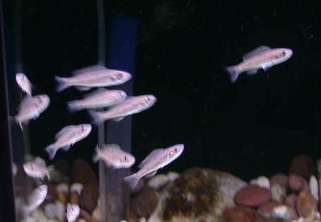 Benthochromis tricoti