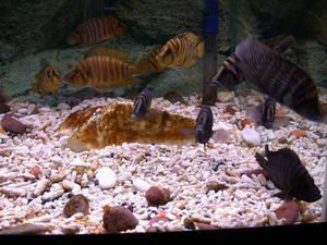 Altolampr. calvus black Congo & compressiceps yellow Chaitika