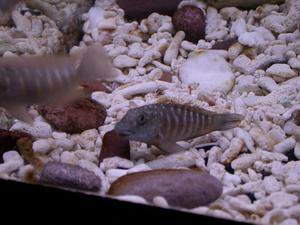 Spathodus yellow Kapampa