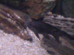 Ophthalmotilapia boops Nkonde