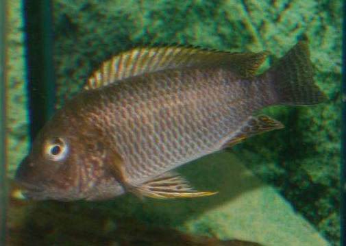 Petrochromis famula Tembwe