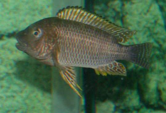 Petrochromis famula Tembwe