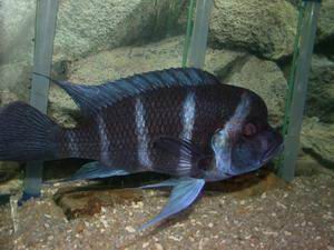 Cypho. frontosa blue Zaire Kitumba