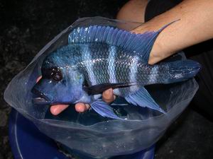 Cypho. frontosa blue Zaire Kapampa