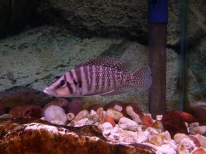 Altolampr. calvus white Chaitika