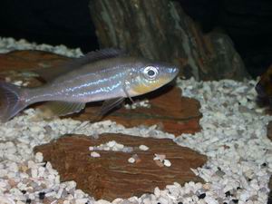 Benthochromis tricoti